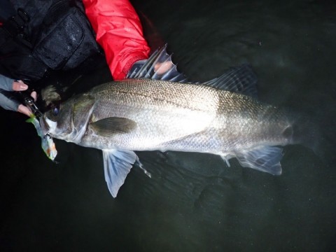 BRIST VENDAVAL8.9Mで釣ったシーバス/アングラー:FishmanAUX 木村匠