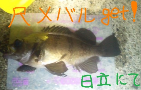 cgz3629jyfdm6v5i72yb_480_480-1de1021c.jpg