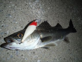chhavz95njkfvw2sbob4-e6b8d03a.jpg