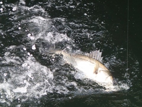 chionrzyuyznmaimuwz7_480_480-a1ef2f1c.jpg