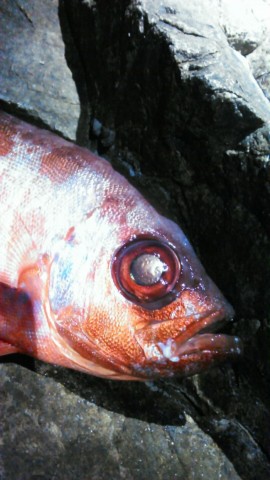cinh69n84d9dz4vah2kk_480_480-b16457cb.jpg