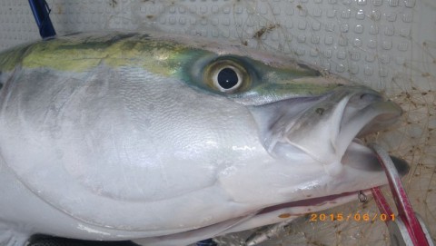 cjgm32udt94tvmd87rrd_480_480-085cf0ab.jpg