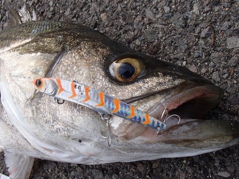cjroimu2uhsmgez3b6d3_480_480-d3679581.jpg