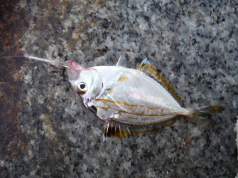 ckavoodyd8842htxf8s9_480_480-71f8203a.jpg