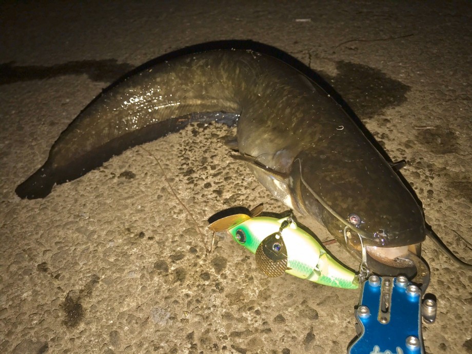 釣りログ 癒やしのナマズ