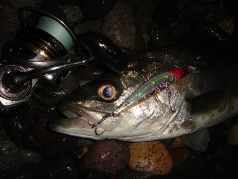 ckedefgvibvzz7g333fm_480_480-8c362e05.jpg