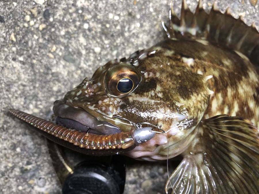 Pure Fishing Japan SaltWater BLOG】 釣れ過ぎ警報発令中
