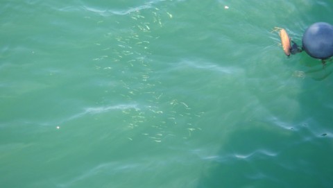 cmud9fs6t2pxuwbsksgv_480_480-e2830530.jpg