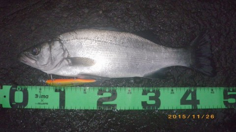 cmuernbd4wjgohhaowx5_480_480-ee63cd8f.jpg
