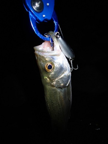 cmwyuscybv4mxke9gtbw_480_480-c3403a66.jpg