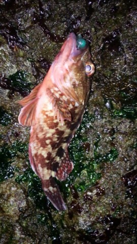 cnaxb975kw7nc5sppbyi_518_920-df0e4027.jpg