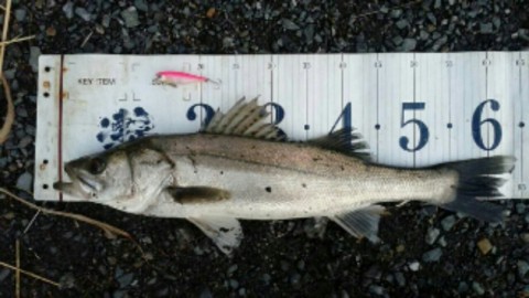 cocby98pgog6f5ym59xe_920_518-2b061c65.jpg