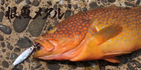 cosgxexforsoaomrmidn_480_480-af56510e.jpg