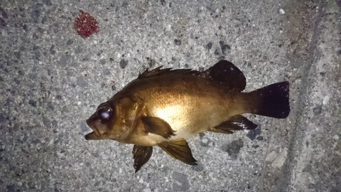 cpik3mh9byhckhdhetau_480_480-7ff66545.jpg