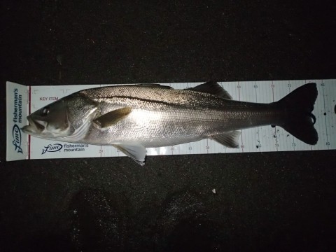 Tokyobay SeabassHunter】 それでも釣りに行く リリック