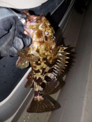 csox8tgxn6vy9os3j6fz_480_480-bd9b096f.jpg