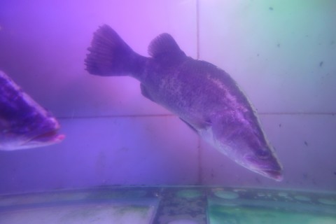 cspto74v95vn928haf58_480_480-f115086c.jpg