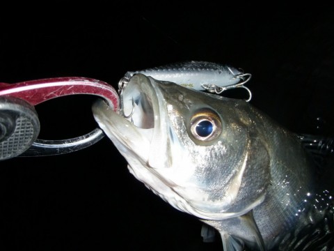 ctarzkzizdtm3abx735f_480_480-847d9936.jpg