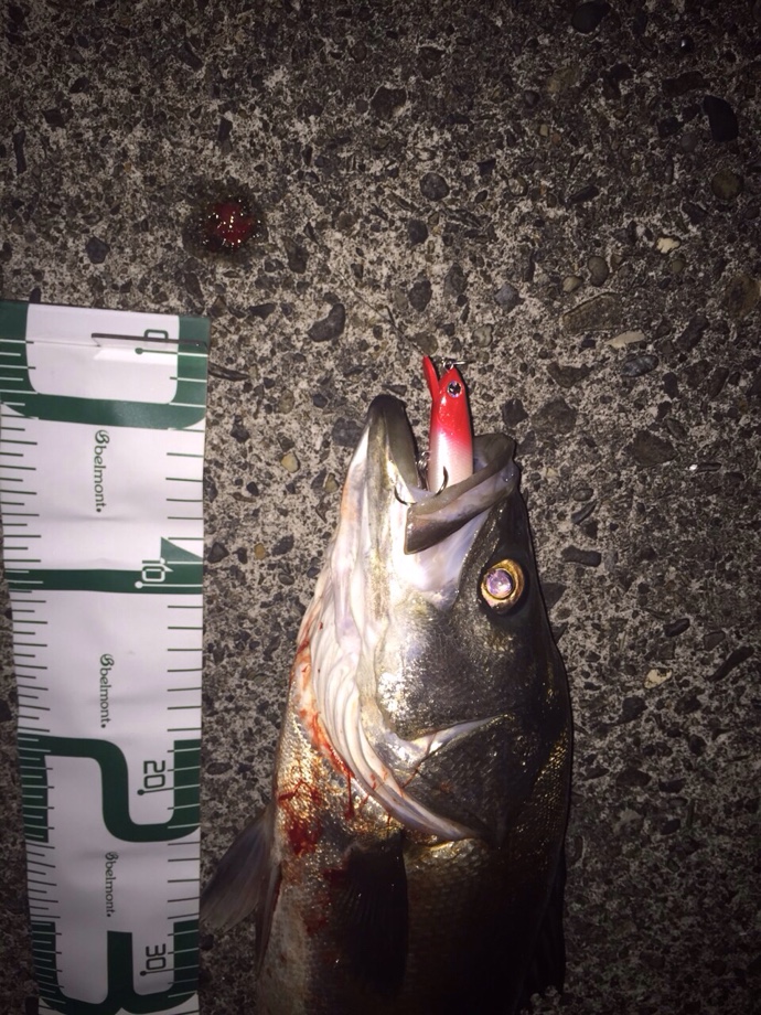 ブログ 糸魚川 名立 シーバス