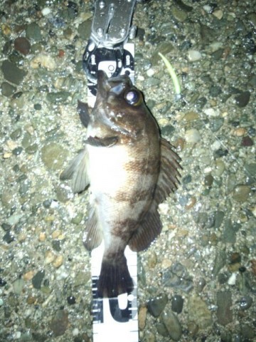 cumky9ozskeun5jrrzng_480_640-d3b60bb7.jpg