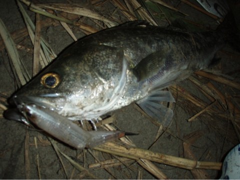 cuunuzsf3a56jibf289e_920_691-e2cc7c5e.jpg
