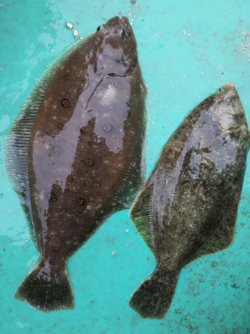 cuytac44t6xerdfsdtvv_480_640-ee6d906e.jpg