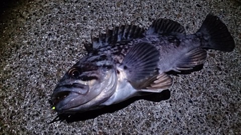 cv3oi4ttur7mfxgasaze_480_480-c98cea00.jpg