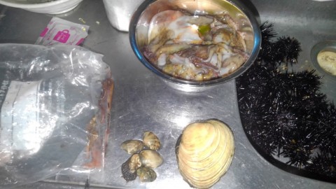 cvc2wpagakitt9imngce_480_480-d903e3ce.jpg