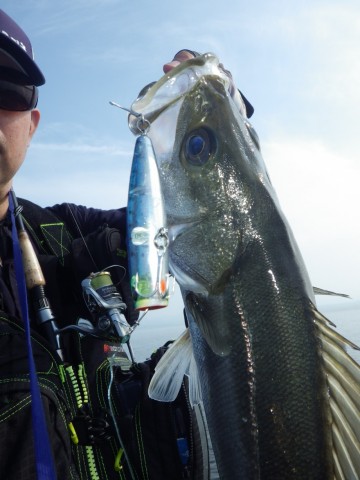 cvkgwjkzxt7sp2id7kk3_480_480-68b4b815.jpg