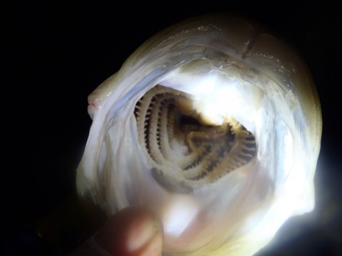 cvzng882kox97hn773w7_480_480-8b390991.jpg