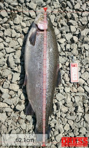 cw4552hmvpoxxx3w63fa_559_920-798187e0.jpg