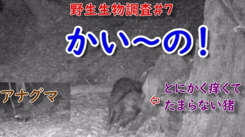 cwry7gp6hjiniktm38xx_480_480-48c4c3a4.jpg