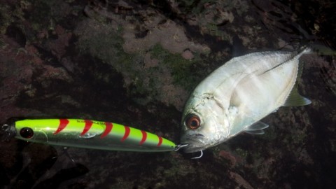 cx3hioftzmexunc3nx7f_480_480-fa69b217.jpg