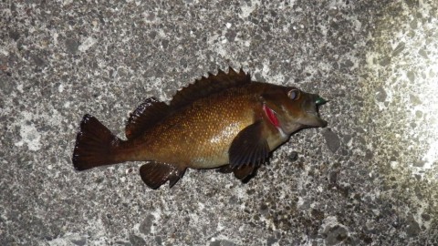 cx9rxvf24eeicdvsgrn5_480_480-863313c1.jpg