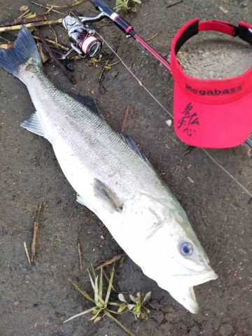 福島県からの釣果報告～