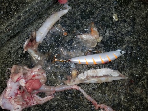 cxkev9uib8iuiozjcmn5_480_480-136876bc.jpg