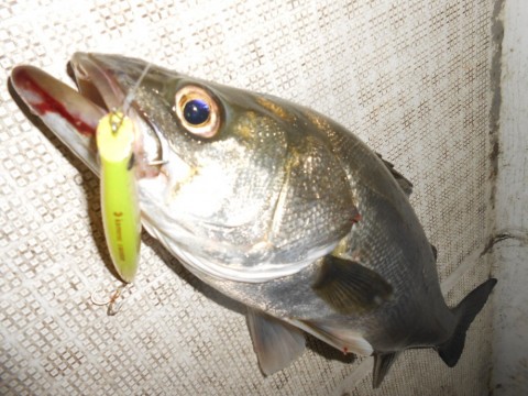 cxrbsaaoyt34wbxg2c66_480_480-745e2e90.jpg