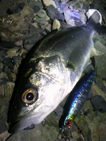 cxw9xhy8wwuaa5xdmd82_480_480-f90d6712.jpg