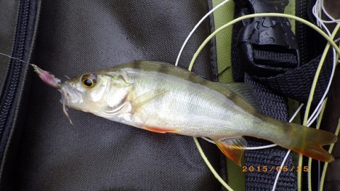 cxycyvpup68sr6nbmj4z_480_480-d535672c.jpg