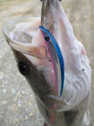 cy26dujjjthp5i57wr74_690_920-254e37a5.jpg