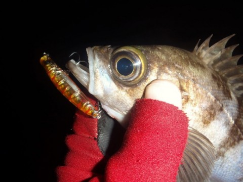 cybsjijcg3527yjwim9y_480_480-65275177.jpg