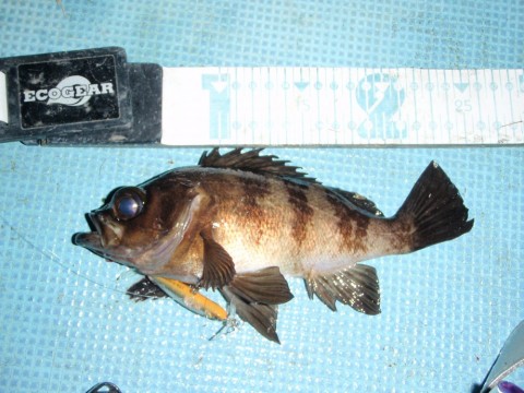 cydrkk7mrapjiwxxzwyn_480_480-1e825545.jpg