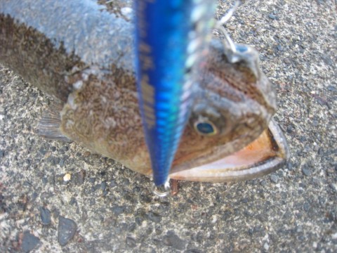 cyjhf7u6as4xz7maif63_480_480-3d2852c2.jpg