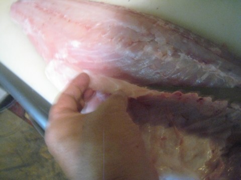 cyyy4xz3vhgof6a4rf4x_480_480-8f9cba86.jpg