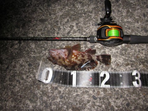 cz4sxbr9mmfj77dyreyy_480_480-93929993.jpg