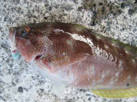 czcp9m9bztfkhhys93fj_480_480-d4b58f07.jpg