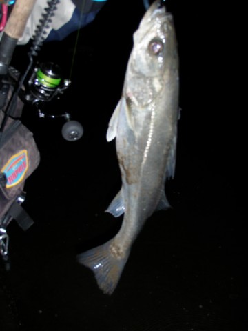 czfveo6ijv9f8k7b6efn_480_480-726145b5.jpg