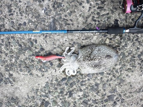 czp3w3pi5hi2jcsczugp_480_480-a7c49681.jpg