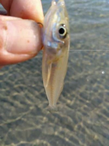 czv6yt3d5urmiekkyk9s_480_480-62218107.jpg