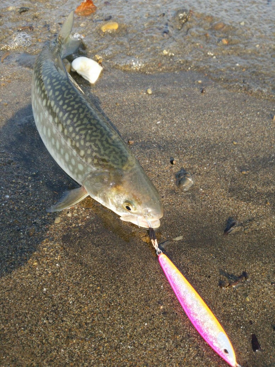 ゆいパパの独り言 河口規制前に2海サクラマス ソード40 プロト テスト釣行 ゆいパパの独り言 河口規制前に2海サクラマス ソード40 プロト テスト釣行